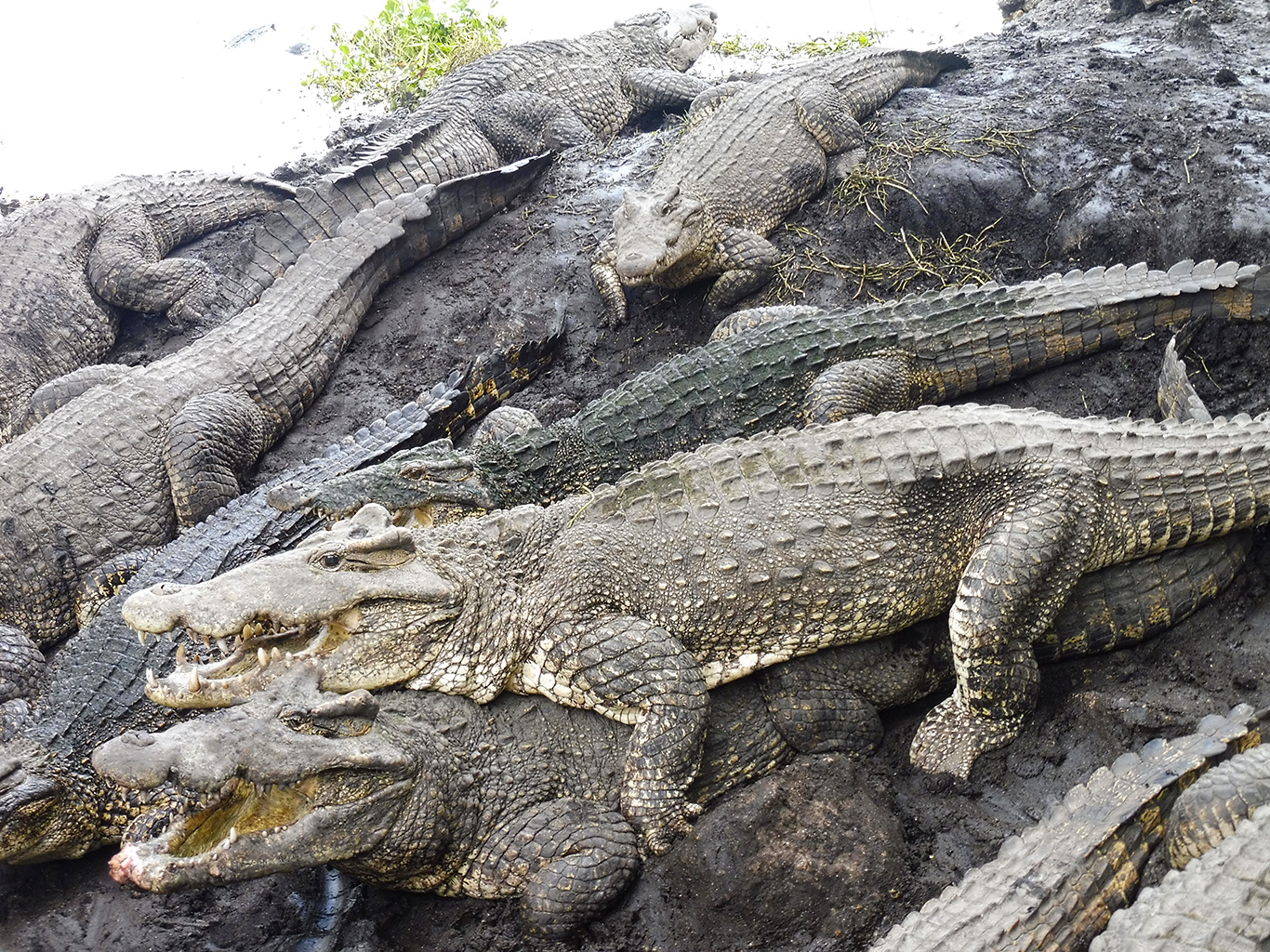 Krokodýlí farma v Boca de Guamá