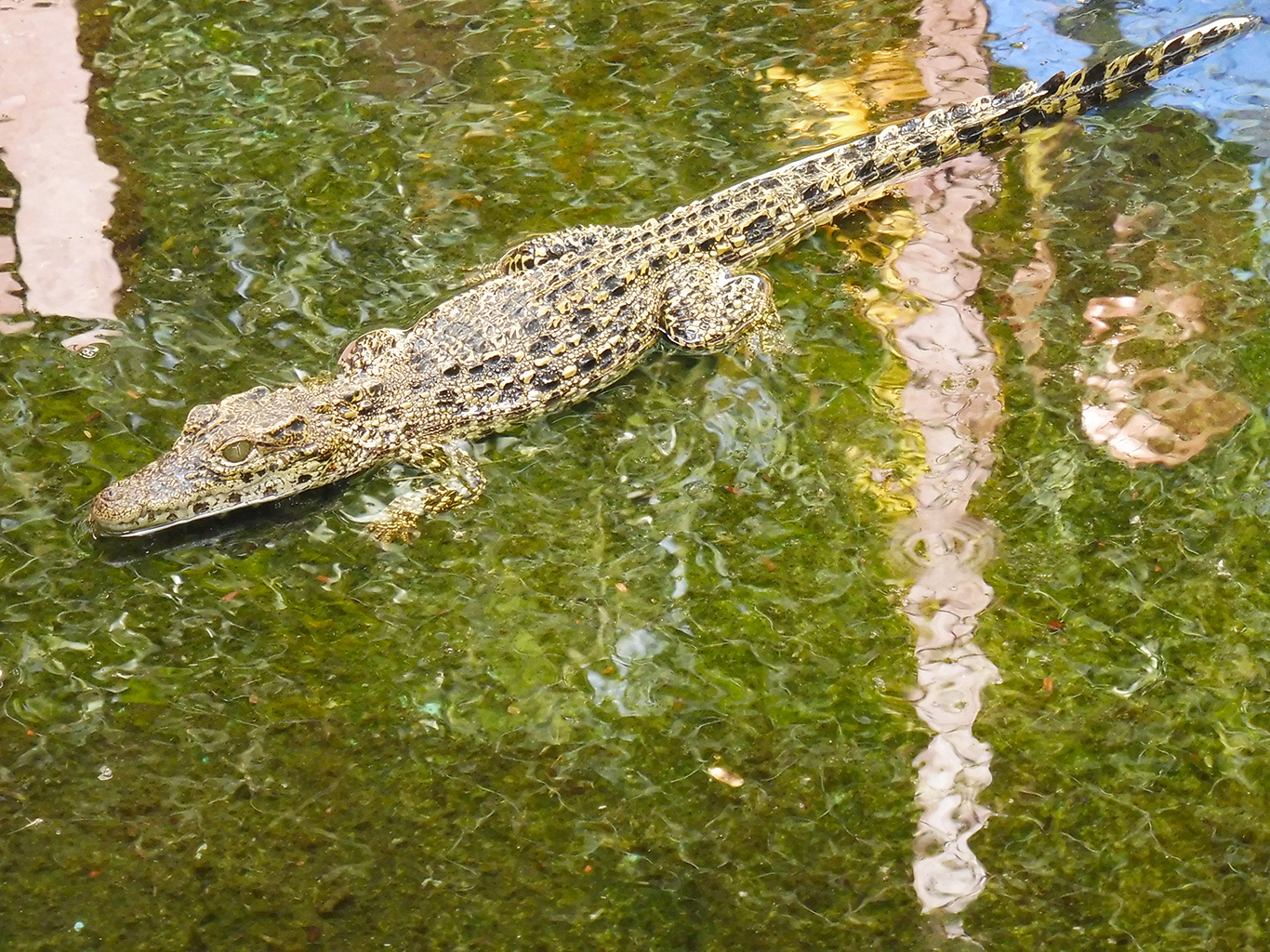 Krokodýl kubánský je na Kubě endemickým druhem