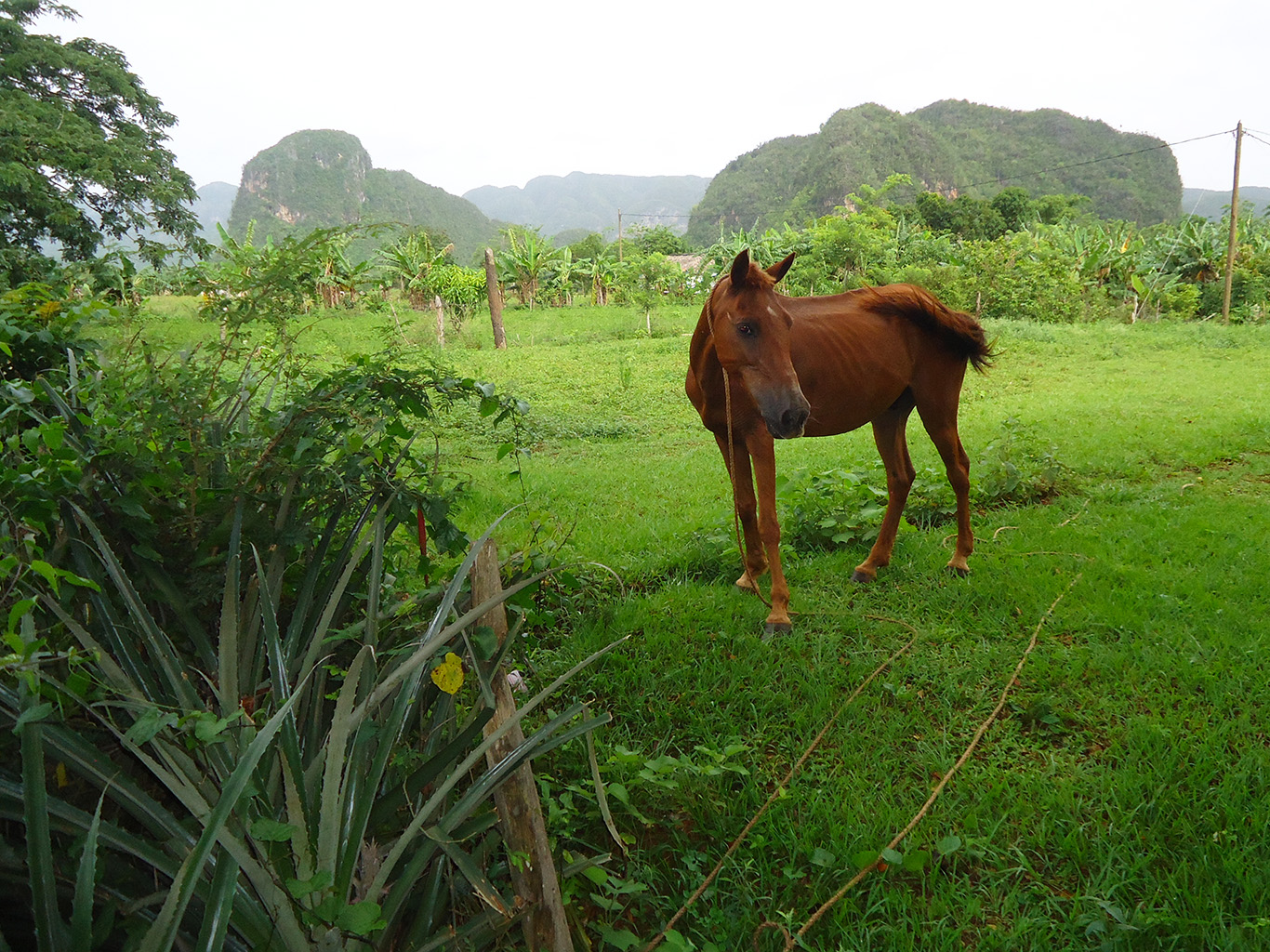 Údolí Viñales můžete projet v sedle koně