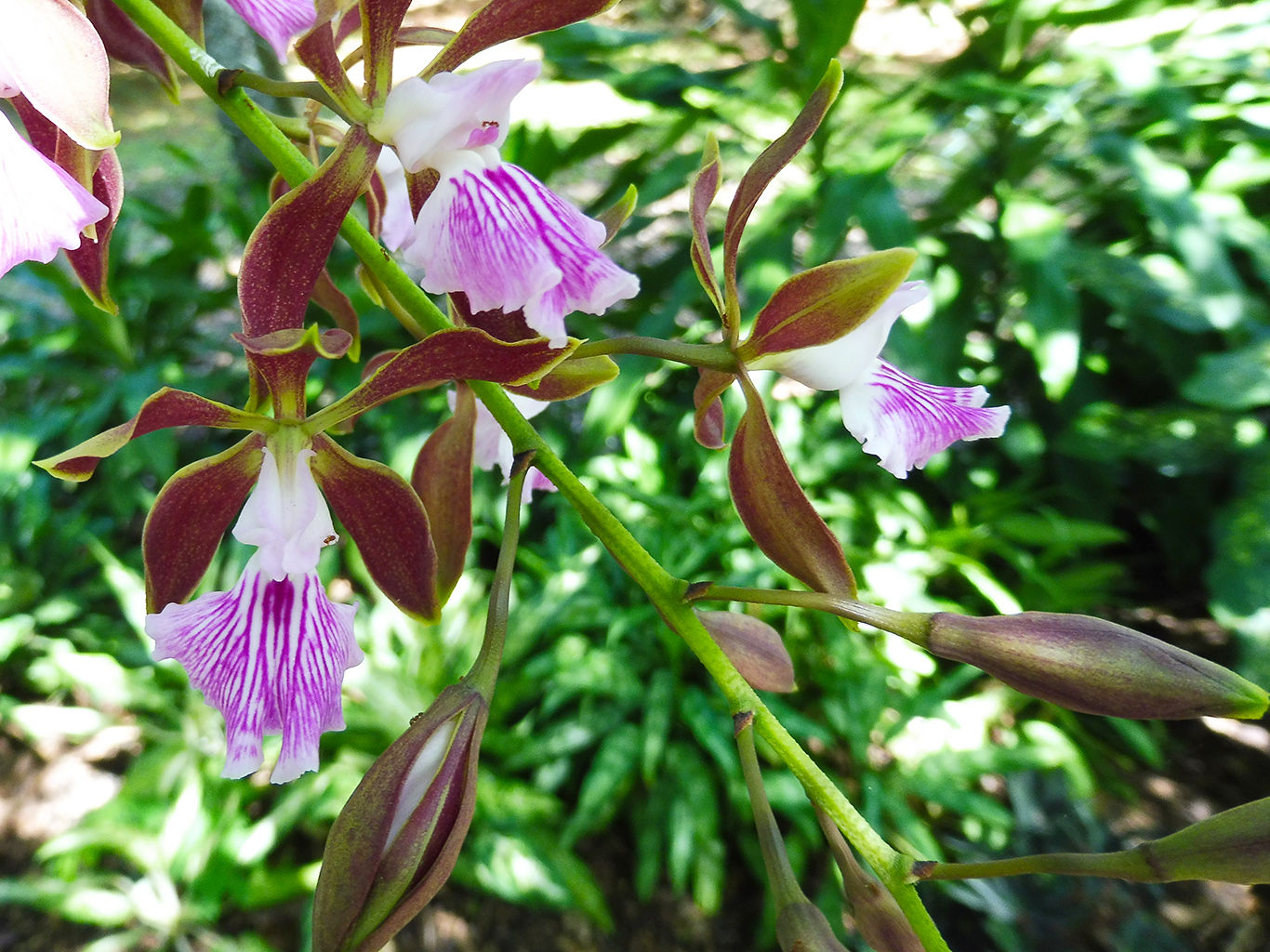 Na Kubě se hojně vyskytují orchideje