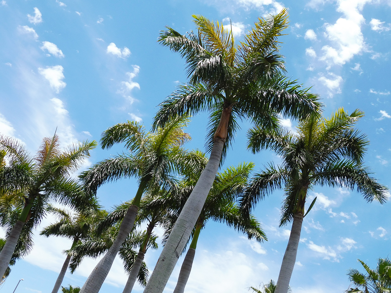 Kubánský národní strom palma královská