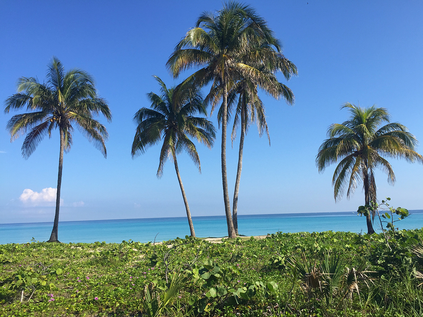 Palmy na plážích Varadera