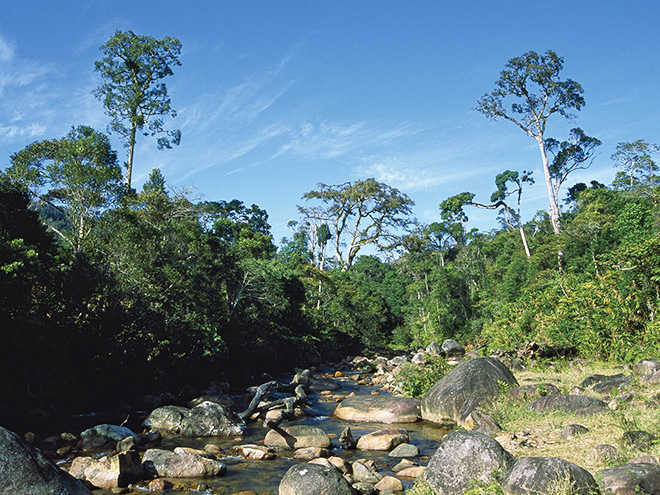 Horský les v rezervaci Anjanaharibe-Sud je dosud zachovalý na velké ploše