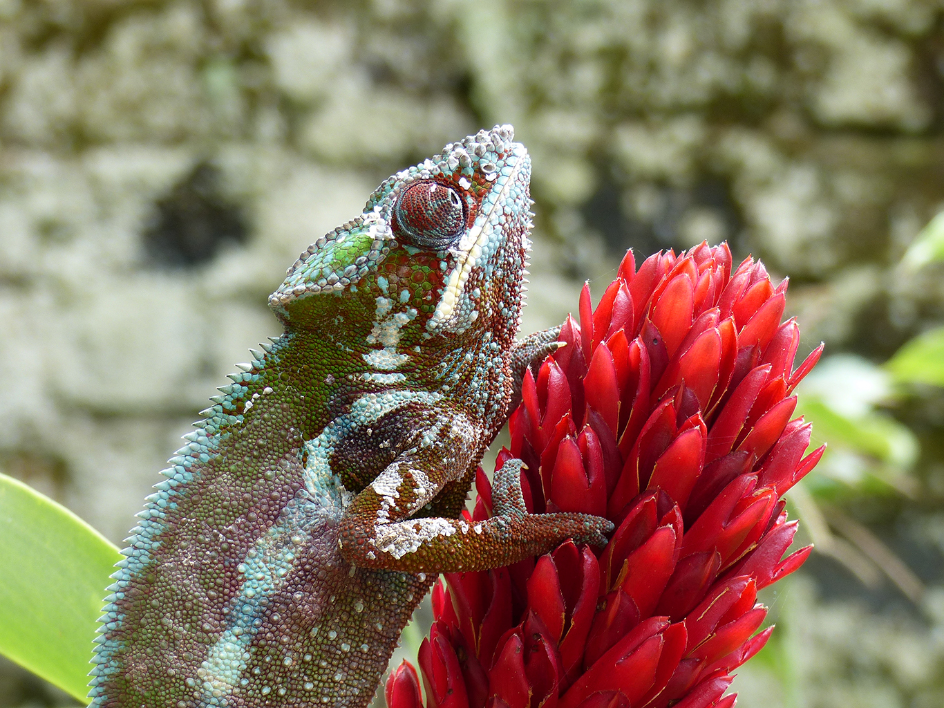 Blízké setkání s madagaskarským chameleonem pardálím v Marozevu