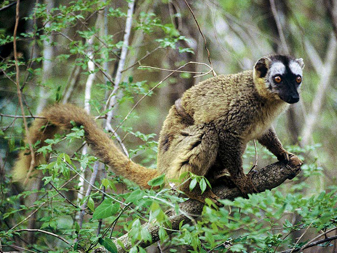 Lemur druhu Eulemur rufus je dosud hojně rozšířen na západě ostrova