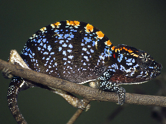 U chameleonů bývají méně pestré samičky, druh Furcifer minor je však výjimkou