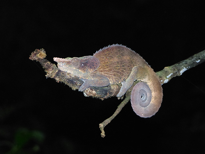 Chameleon krátkorohý v NP Ranomafana