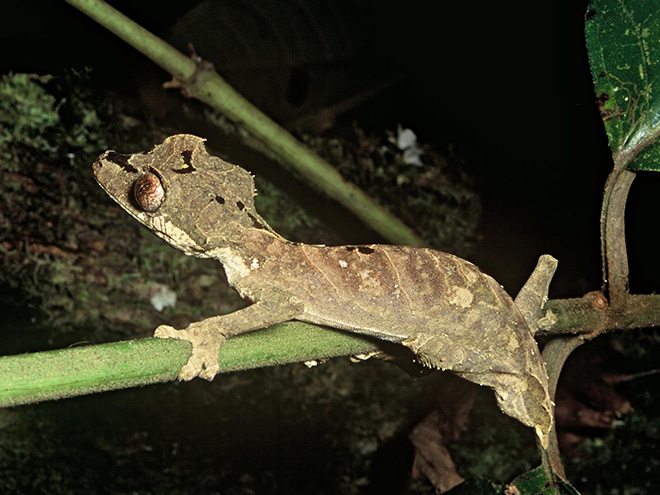 Doslova fantaskními tvory jsou ploskorepové neboli gekoni rodu Uroplatus