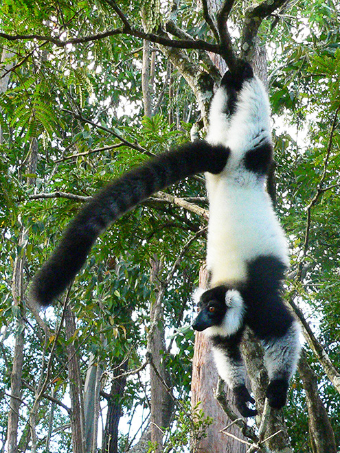 Vari černobílý je jedním z mnoha madagaskarských lemurů