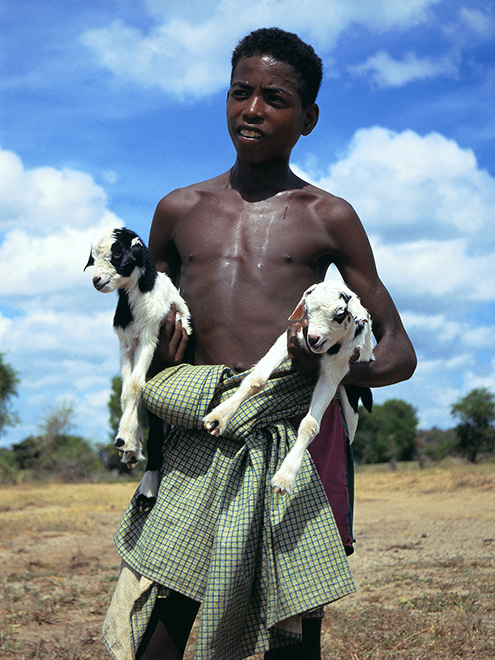 Spolu s lidmi přišla na Madagaskar i domácí zvířata a zemědělské plodiny