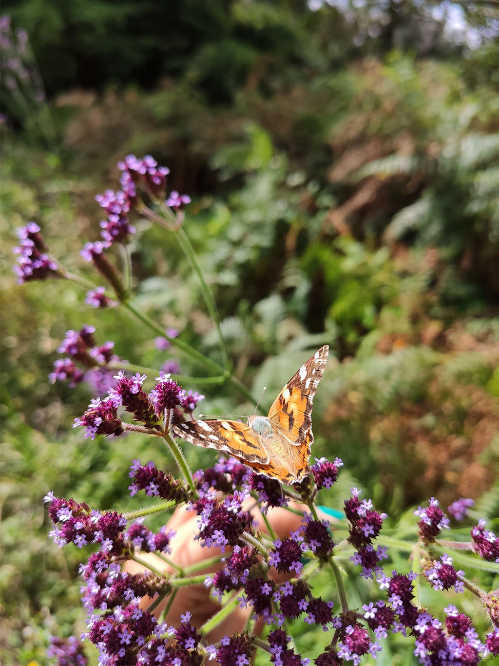 Mezi zástupce hmyzu patří např. babočka bodláková