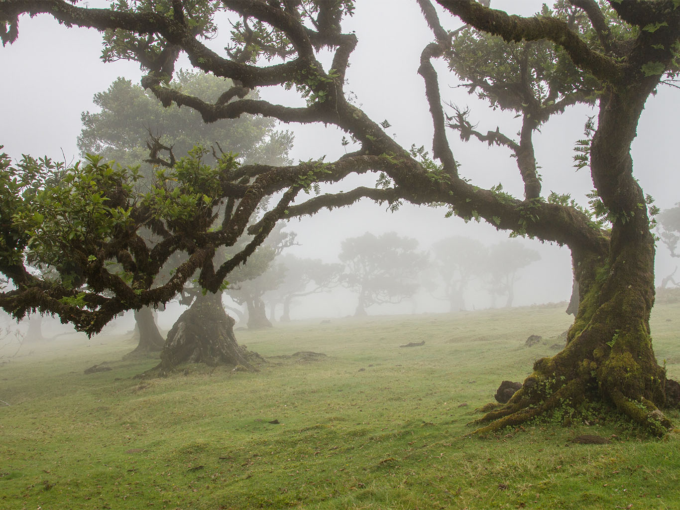 Obaleň páchnoucí je mohutný strom hojně rozšířený ve Fanalu