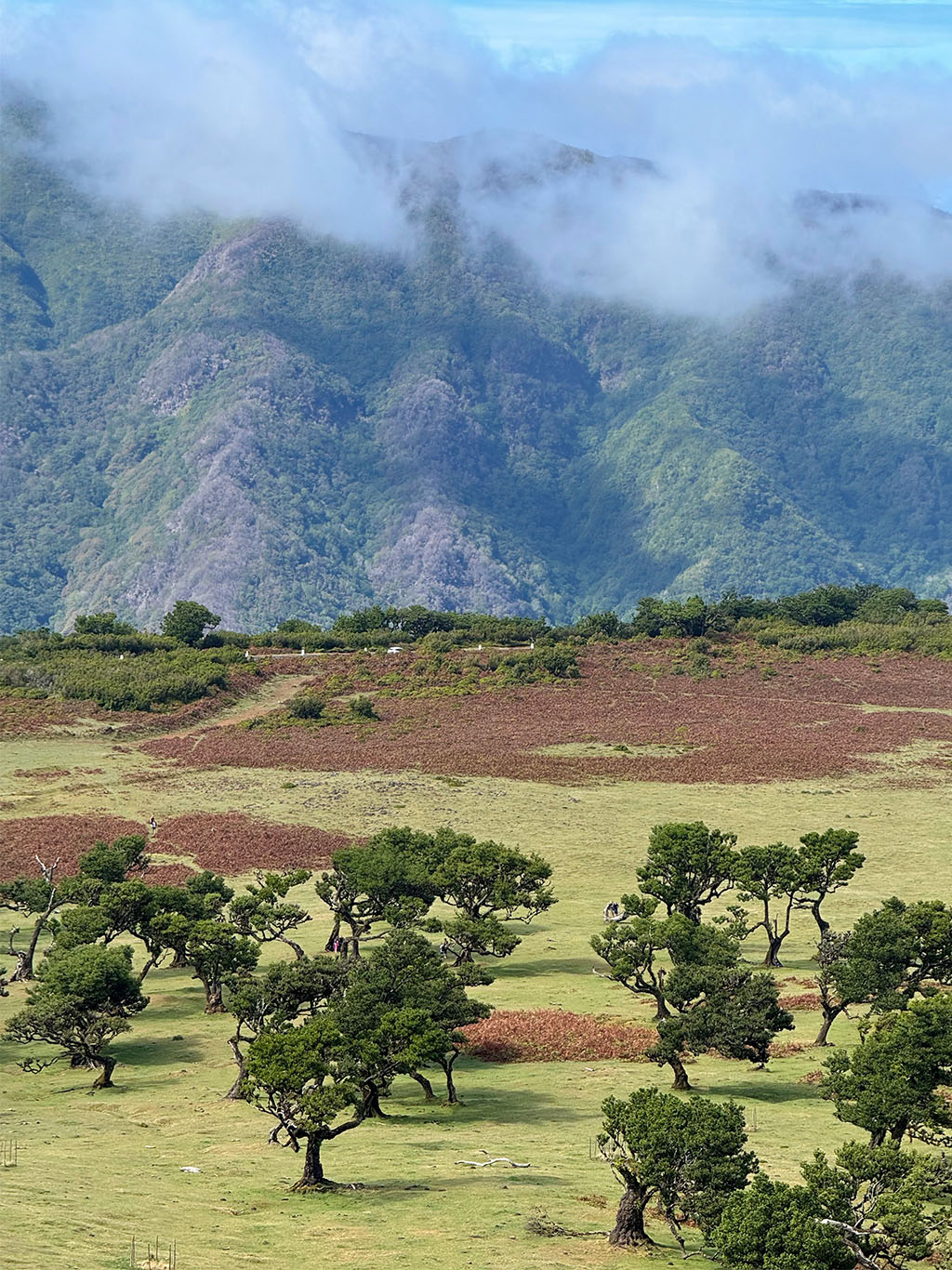 Vereda do Fanal vede skrze prastarý vavřínový háj