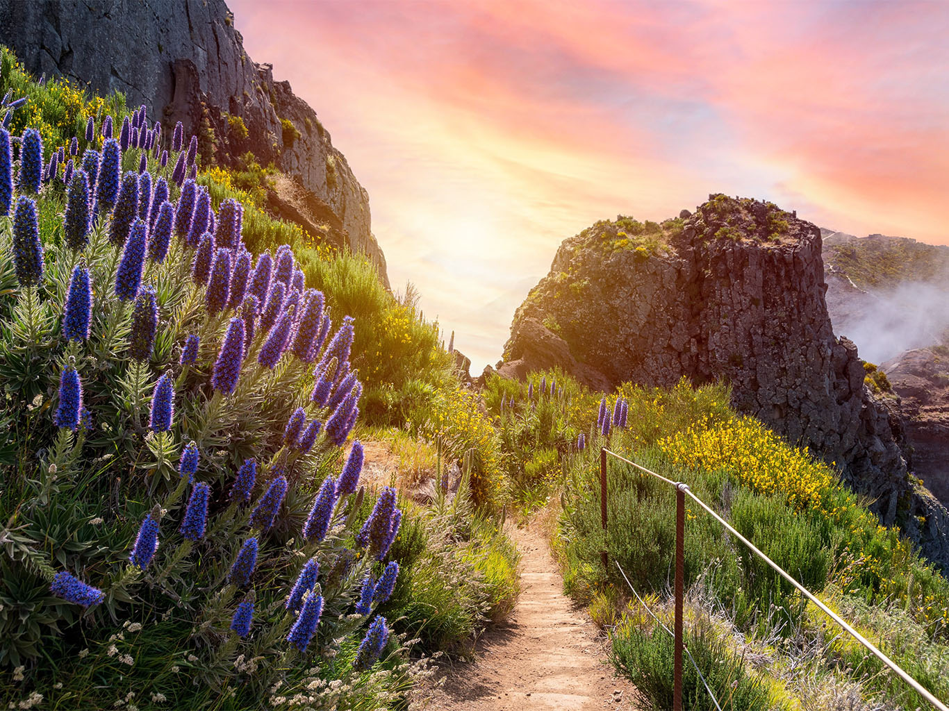 Madeirské hory zdobí nespočet rozkvetlých hadinců