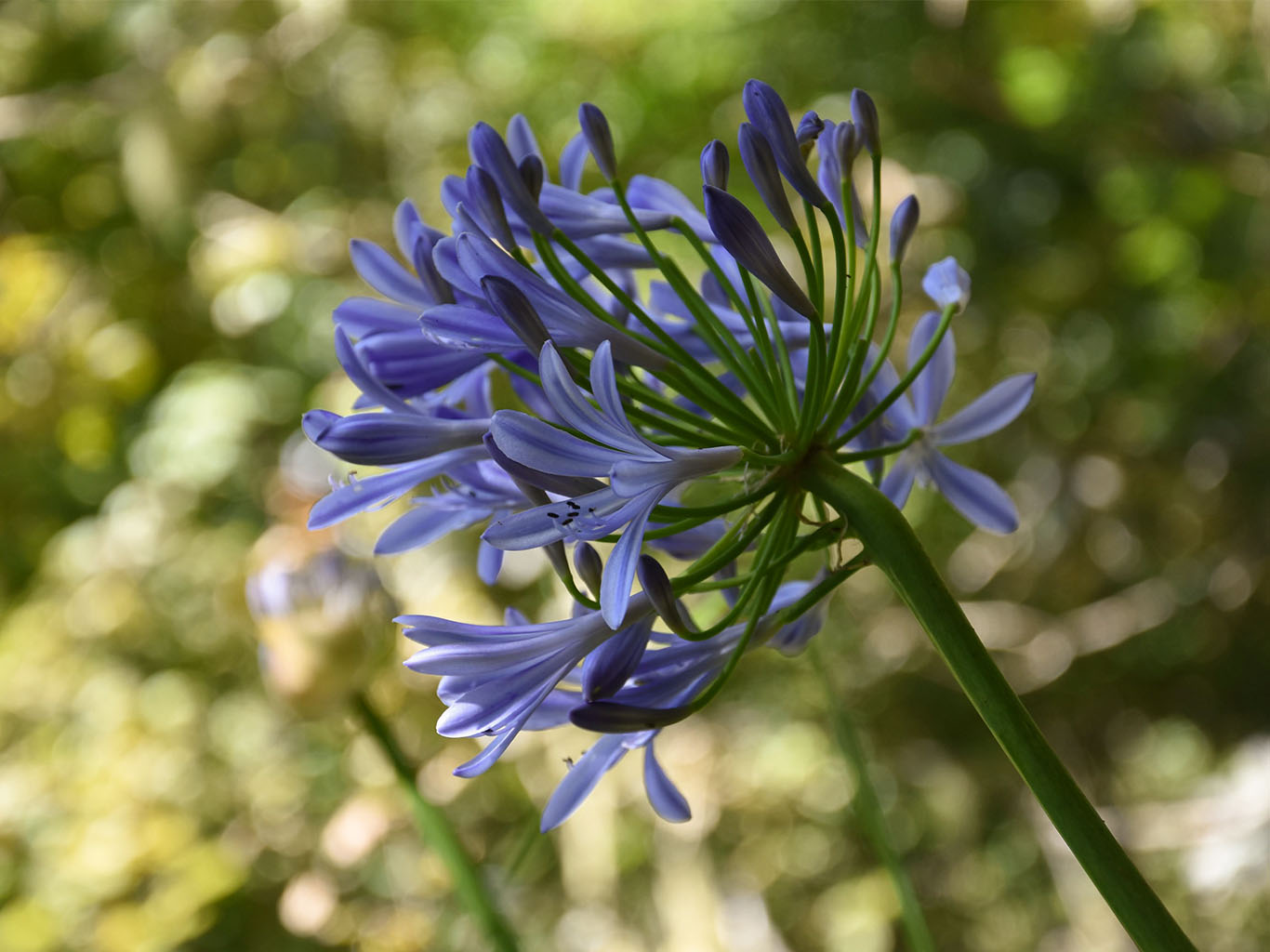 Volně rostoucí kalokvěty lemují i madeirské silnice