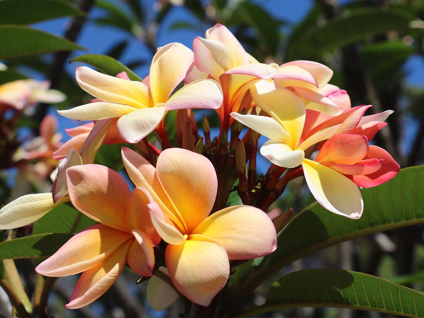 Plumérie a mnoho dalších krásných květů zdobí madeirské parky