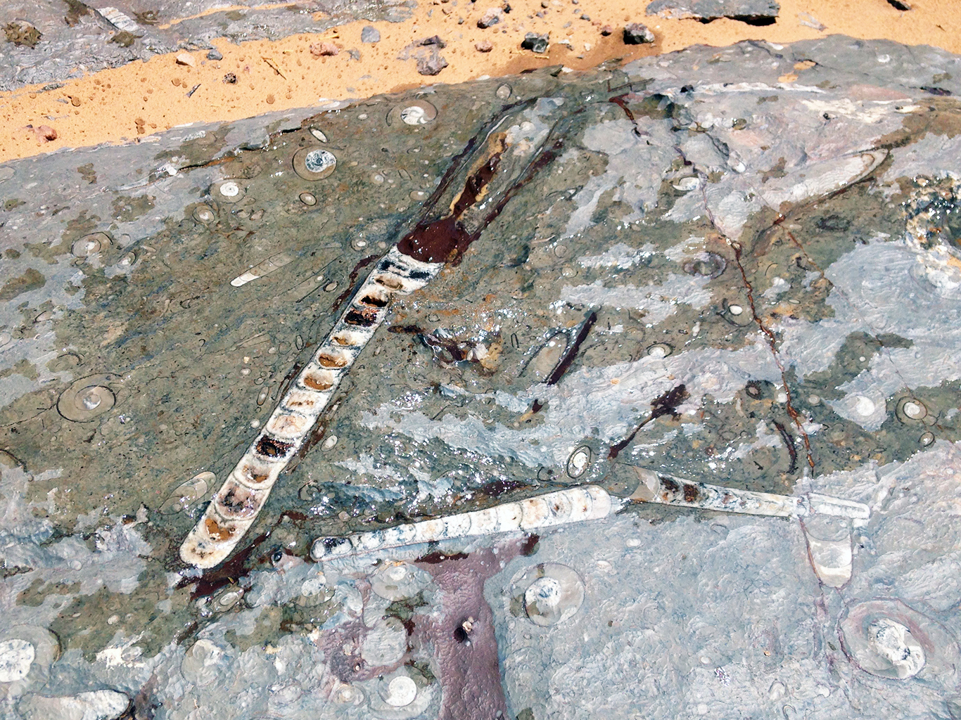 Fosilie nalezená v poušti nedaleko Erfoudu