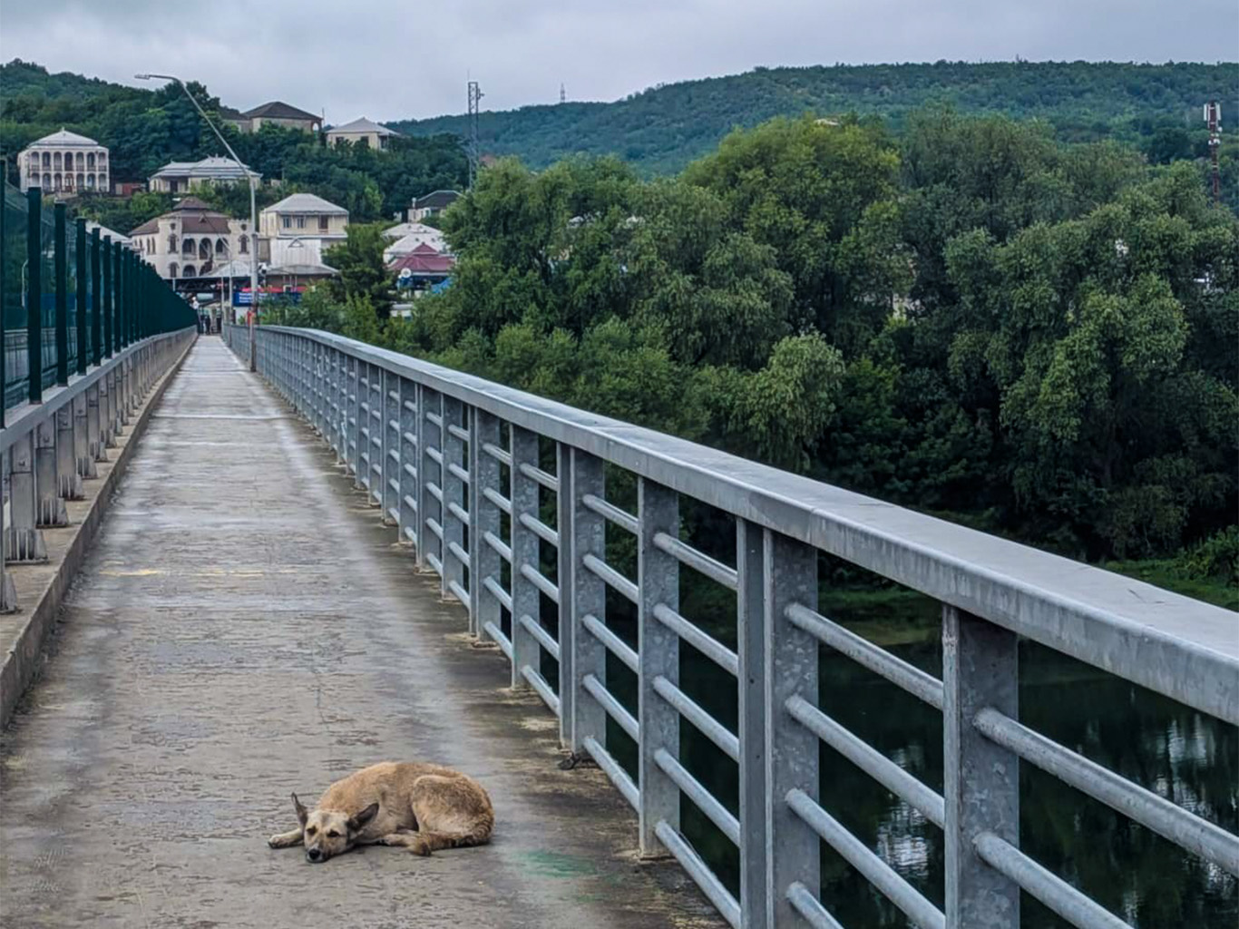 Na toulavé psy člověk narazí i na hraničním mostě mezi Moldavskem a Ukrajinou