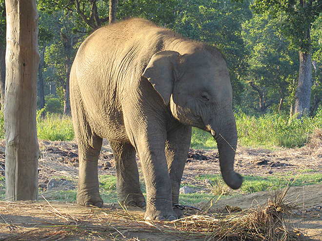 Malé slůně zachráněné ve sloním sirotčinci 