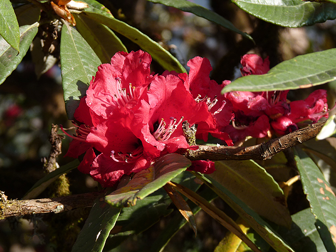 Kvetoucí rododendrony v jarním Nepálu