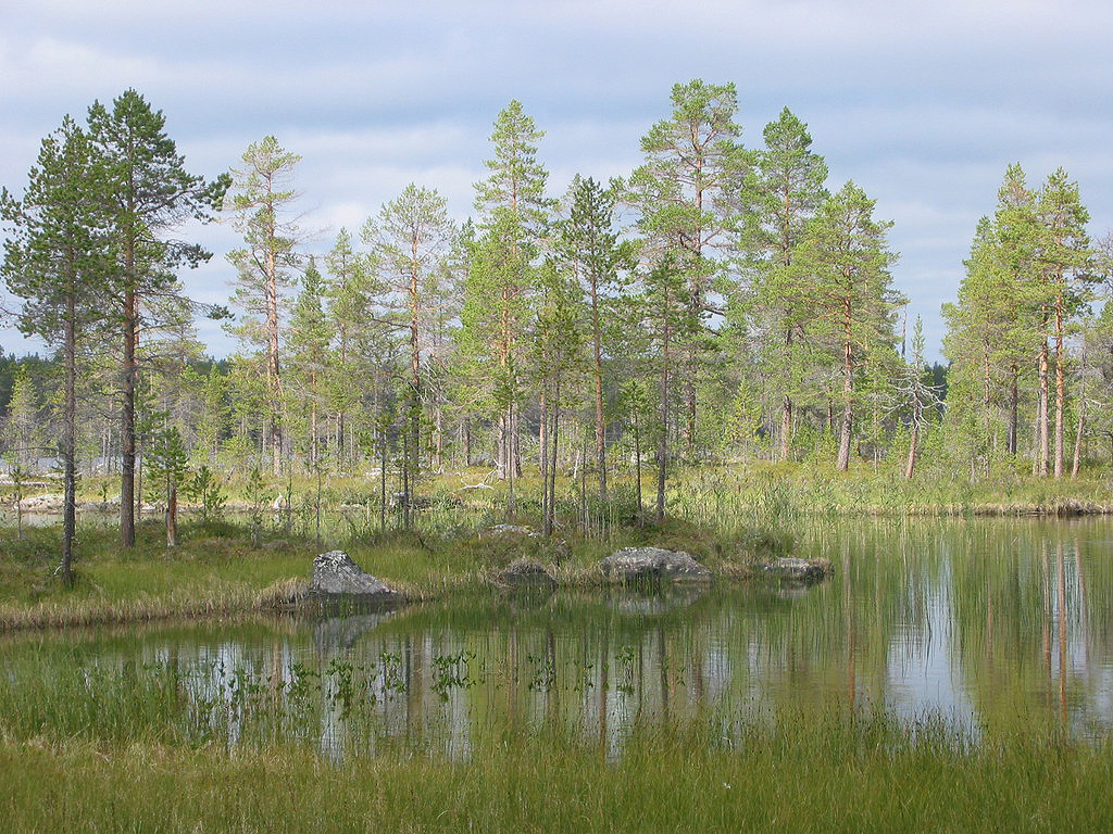 Lesy a jezera v NP Øvre Pasvik
