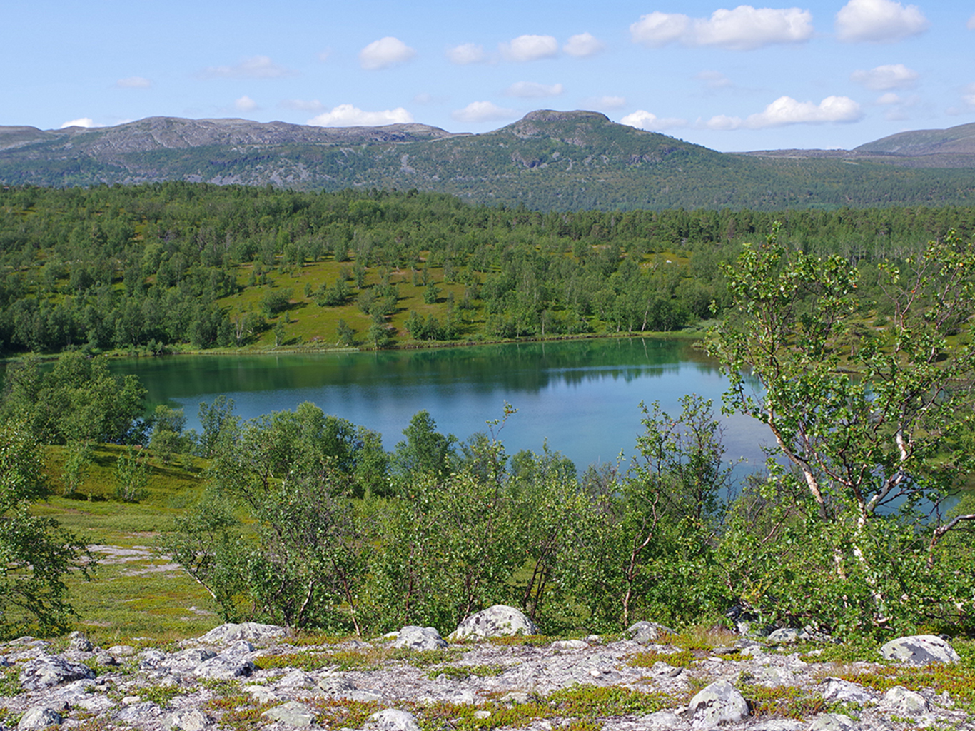 Lesnaté údolí arktického parku Stabbursdalen na severu Norska