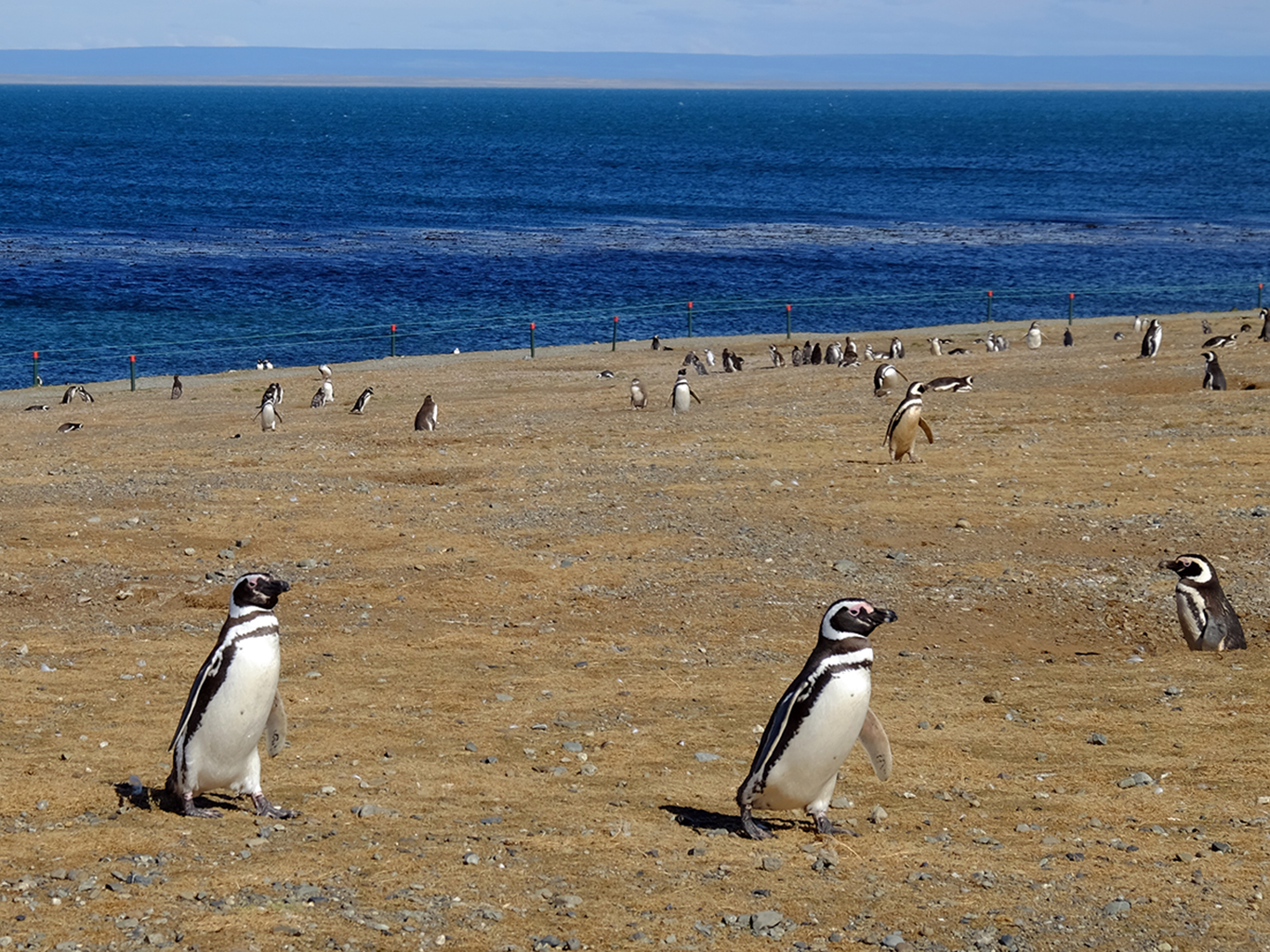 Skupinka tučňáků na ostrově Isla Magdalena