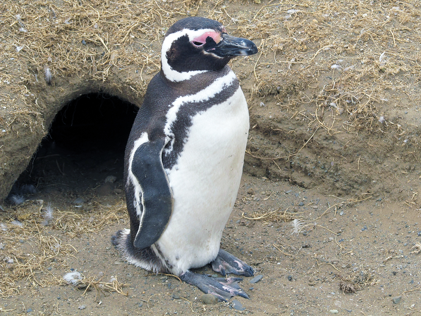 Tučňák magellanský má dva černé pruhy přes krk a prsa