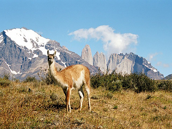 Lama guanaco v NP Torres del Paine