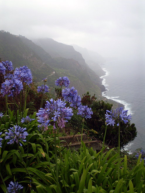 Černé skalnaté pobřeží Azorských ostrovů kontrastuje s kvetoucí flórou