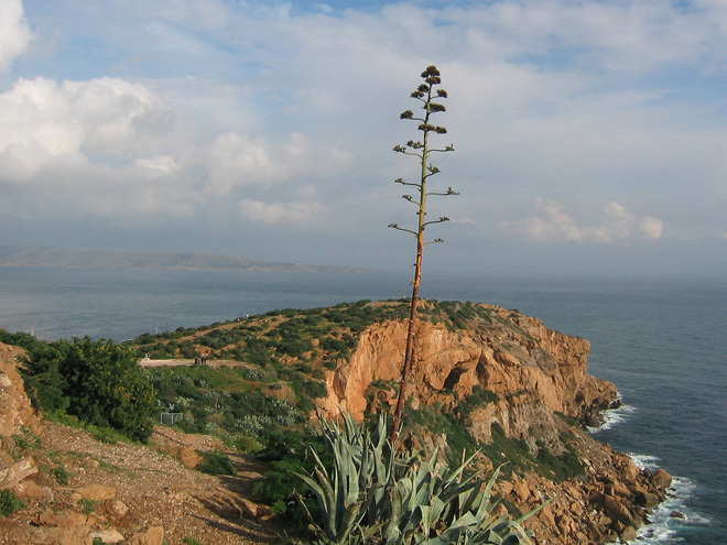 Agáve na mysu Sounion