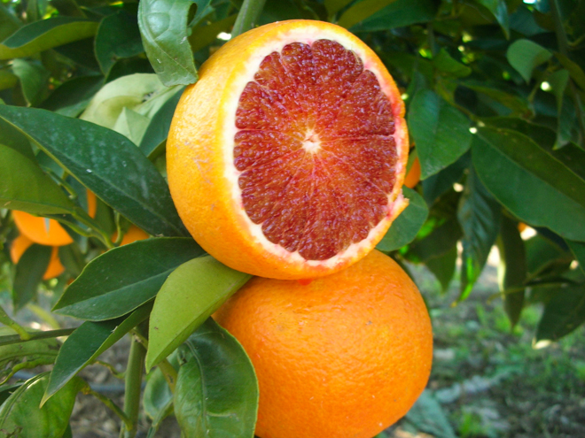 Pěstování citrusů na Sicílii zavedli Arabové