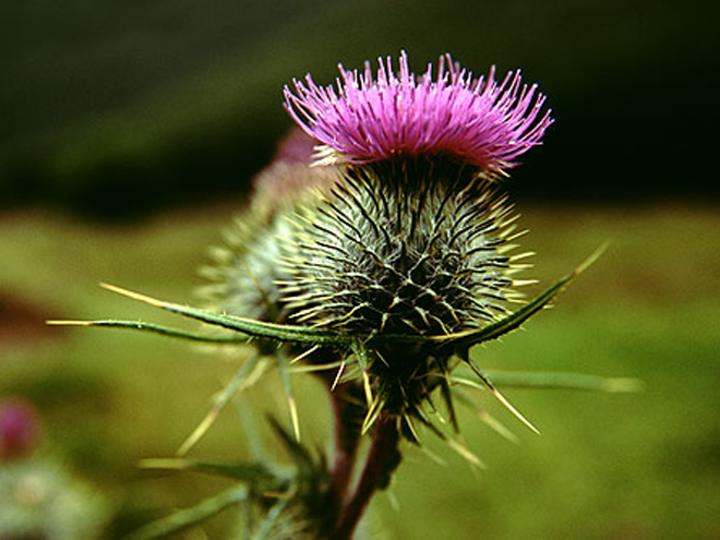 Skotskou národní květinou je bodlák