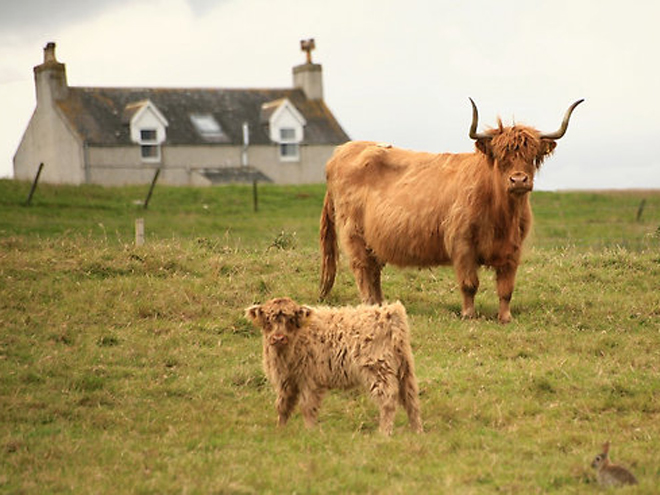 Majestátní chlupaté krávy Highland cattle
