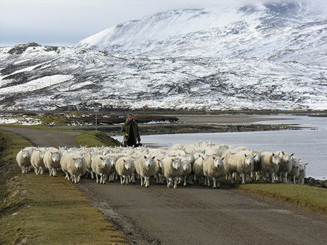 Cestu vám často zkříží stádo ovcí