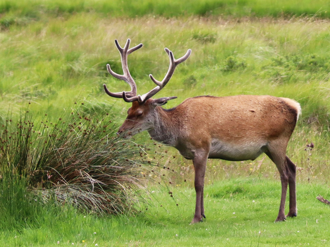 Ve Skotsku údajně žije až čtyřicet jelenů na kilometru čtverečním