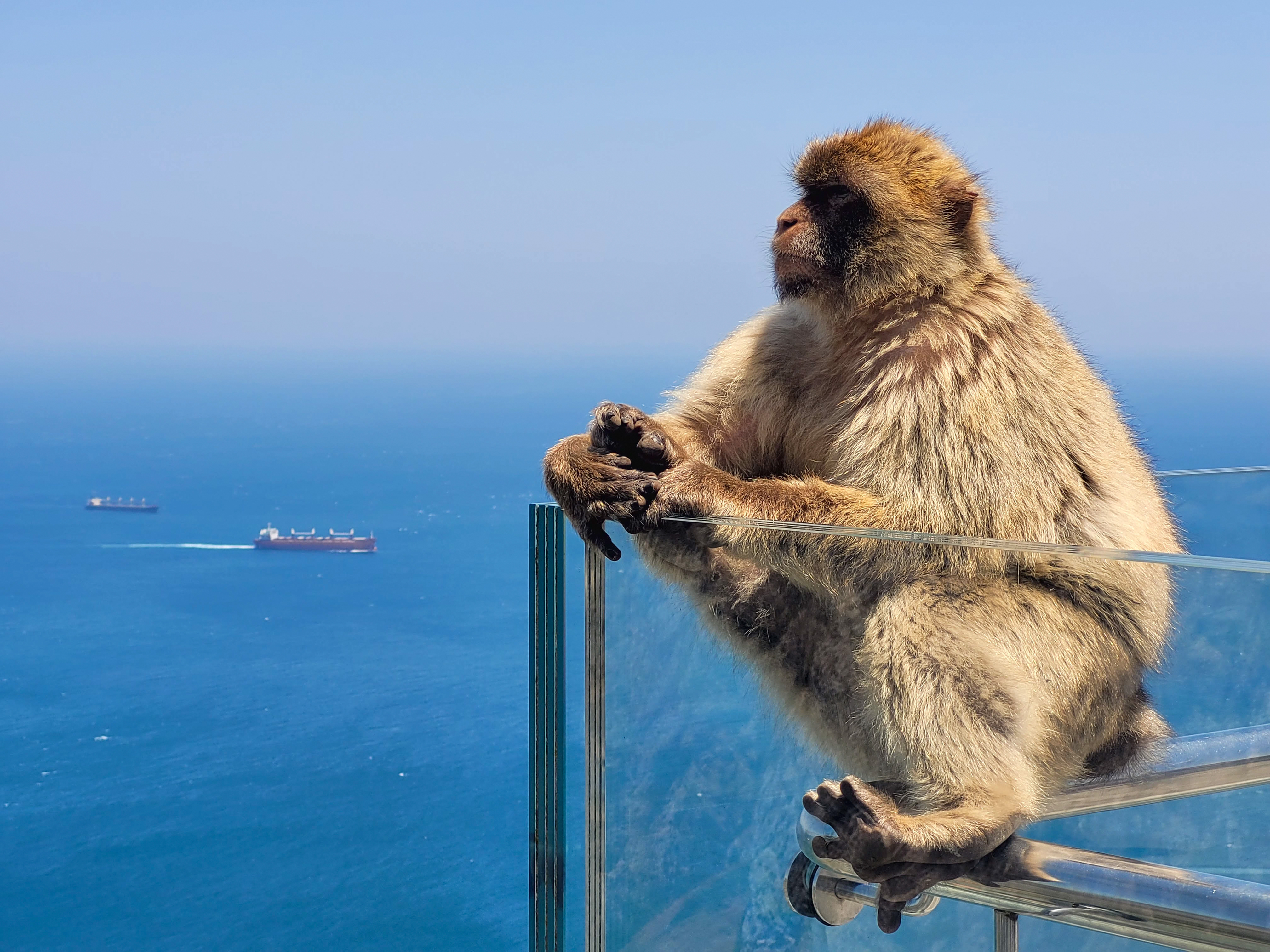 Opice druhu makak magot na Gibraltaru