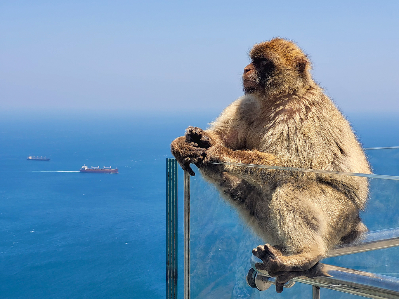 Opice druhu makak magot na Gibraltaru