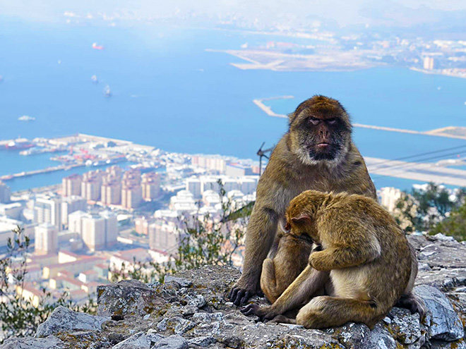 Na Gibraltaru vítají makakové, nenápadné opičky, které umí být zákeřné :-)