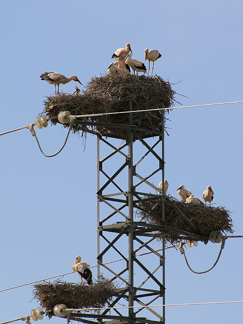 Čapí hnízda na stožáru vysokého napětí