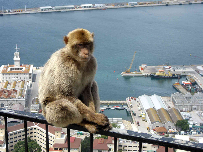 Opice druhu makak magot na Gibraltaru
