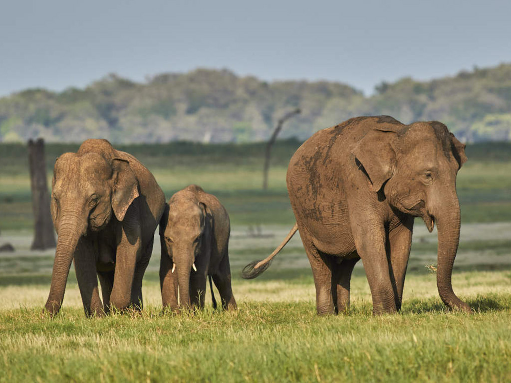 Sloní rodinka v národním parku Kaudulla