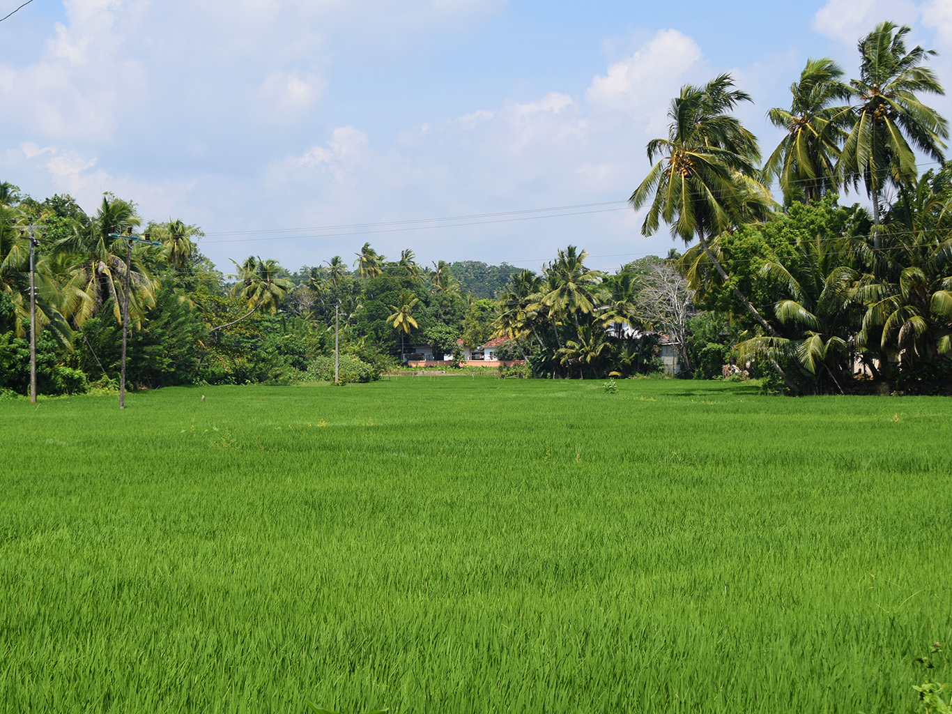 Rýžová pole patří k typickým scenériím srílanského vnitrozemí