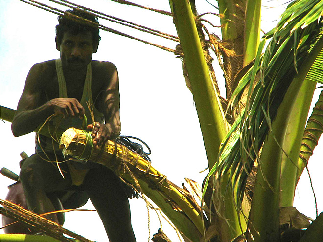 Sběr palmové mízy na výrobu palmového vína Toddy