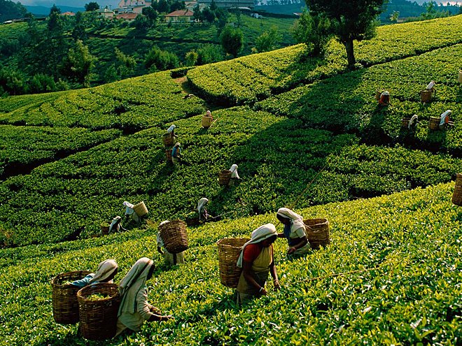 Srí Lanka je čtvrtým největším producentem čaje na světě