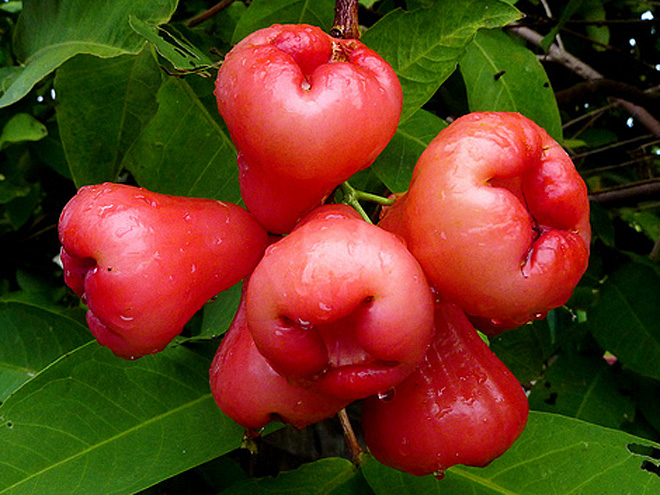 Růžové jablko je plod hřebíčkovce vonného