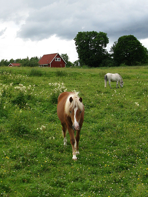 Mladí Švédi se často stěhují na venkov právě kvůli chovu koní