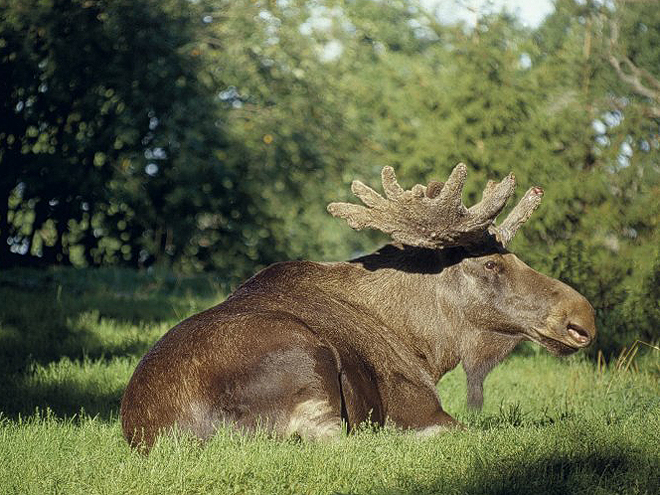 Samec losa evropského s charakteristickým lopatkovitým parožím váží až 700 kg