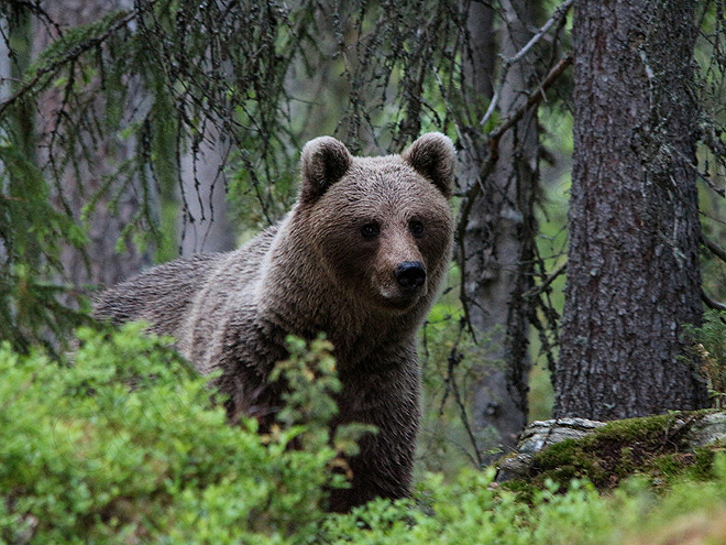 Medvěd hnědý je rozšířený hlavně v neobydlených a těžko přístupných oblastech