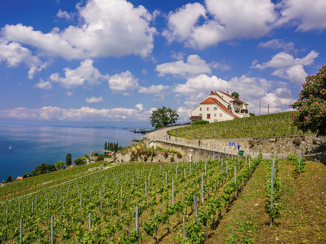 Z vinic oblasti Lavaux pochází nejlepší švýcarská vína